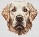 (image for) Buff Golden Retriever